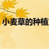 小麥草的種植方法圖片（小麥草的種植方法）