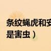 條紋蠅虎和安德遜是一種嗎（條紋蠅虎為什么是害蟲）