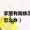 家里有蜘蛛怎么辦最簡單的方法（家里有蜘蛛怎么辦）