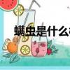 螨蟲是什么樣的圖片（螨蟲是什么樣的）
