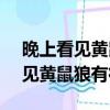 晚上看見黃鼠狼有征兆 - 風水知識（晚上看見黃鼠狼有征兆）