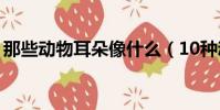那些動物耳朵像什么(10種動物耳朵像什么)