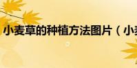 小麥草的種植方法圖片(小麥草的種植方法)