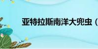 亞特拉斯南洋大兜蟲(亞特拉斯)