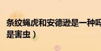 條紋蠅虎和安德遜是一種嗎(條紋蠅虎為什么是害蟲)