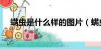螨蟲是什么樣的圖片(螨蟲是什么樣的)