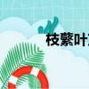 枝蘩葉茂的意思（枝什么葉茂）