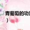 青葡萄的功效與作用?（青葡萄的功效與作用）