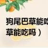 狗尾巴草能吃嗎能吃的話那該怎么做（狗尾巴草能吃嗎）