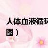 人體血液循環示意圖簡筆（人體血液循環示意圖）