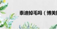 泰迪掉毛嗎(博美掉毛嗎)