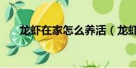 龍蝦在家怎么養活(龍蝦怎么養家里)