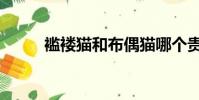 襤褸貓和布偶貓哪個貴(襤褸貓)