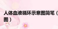 人體血液循環示意圖簡筆(人體血液循環示意圖)