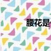 腰花是什么器官（腰花是什么）