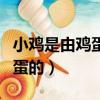 小雞是由雞蛋的什么孵化而來的（小雞是由雞蛋的）