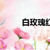 白玫瑰紅薔薇歌詞（紅薔薇歌詞）