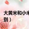大黃米和小米的區別圖片（大黃米和小米的區別）