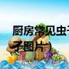 廚房常見蟲子圖片名字 煙灰蟲（廚房常見蟲子圖片）