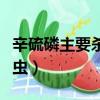 辛硫磷主要殺什么蟲視頻（辛硫磷主要殺什么蟲）