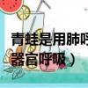 青蛙是用肺呼吸嗎（青蛙除了用肺外還用什么器官呼吸）