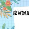 駝背蠅是害蟲還是益蟲（駝背蠅）