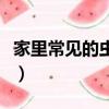 家里常見的蟲子有哪些圖片（家里常見的蟲子）