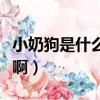 小奶狗是什么意思網絡名詞（小奶狗什么意思啊）