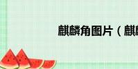 麒麟角圖片(麒麟角)