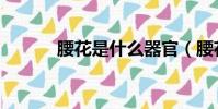 腰花是什么器官(腰花是什么)