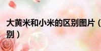 大黃米和小米的區別圖片(大黃米和小米的區別)