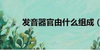 發音器官由什么組成(發音器官)