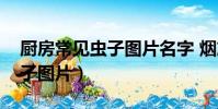 廚房常見蟲子圖片名字 煙灰蟲(廚房常見蟲子圖片)
