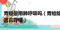青蛙是用肺呼吸嗎(青蛙除了用肺外還用什么器官呼吸)