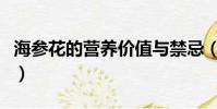 海參花的營養價值與禁忌(海參花的營養價值)