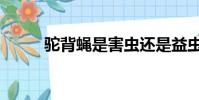駝背蠅是害蟲還是益蟲(駝背蠅)