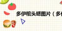 多伊棺頭蟋圖片(多伊棺頭蟋)