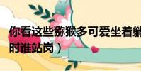 你看這些獼猴多可愛坐著躺著跑著(獼猴休息時誰站崗)
