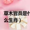草木皆兵是什么生肖動物圖片（草木皆兵是什么生肖）