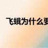 飛蛾為什么要撲火飛（飛蛾為什么要撲火）