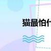 貓最怕什么味道能趕走它（貓號）