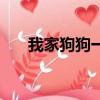 我家狗狗一直吃貓糧（狗能吃貓糧嗎）