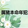屬豬本命年犯太歲嗎（屬豬本命年能結婚嗎）