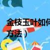 金枝玉葉如何讓根更粗壯（金枝玉葉根長粗的方法）