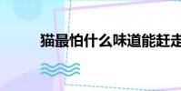 貓最怕什么味道能趕走它(貓號)