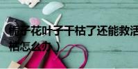 梔子花葉子干枯了還能救活嗎(梔子花葉子干枯怎么辦)