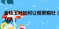 金枝玉葉如何讓根更粗壯(金枝玉葉根長粗的方法)