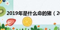 2019年是什么命的豬(2019是什么命)