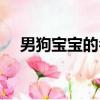 男狗寶寶的名字（男狗寶寶取名字大全）