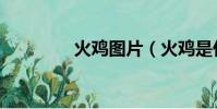 火雞圖片(火雞是什么雞)